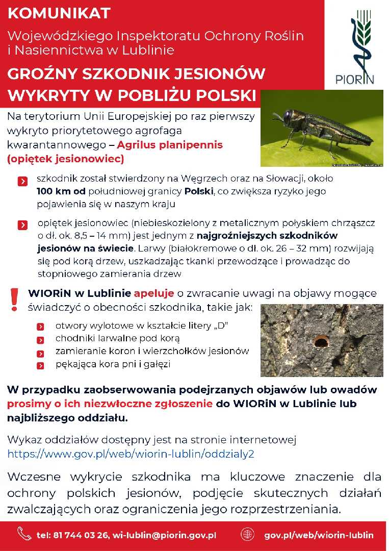Zdjęcie do artykułu: GROŹNY SZKODNIK JESIONÓW WYKRYTY W POBLIŻU POLSKI