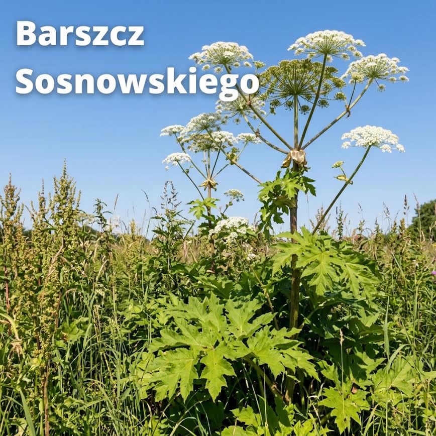 Plansza pomagająca rozpoznać barszcz Sosnowskiego