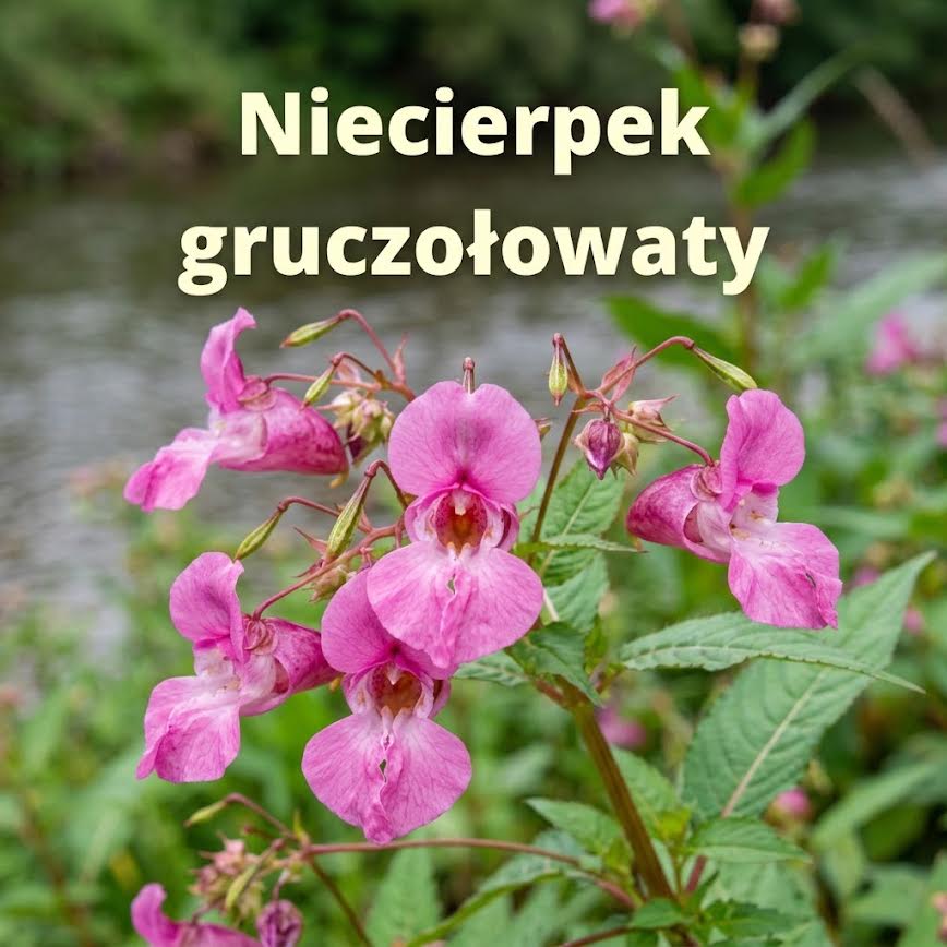Plansza pomagająca rozpoznać niecierpek gruczołowaty